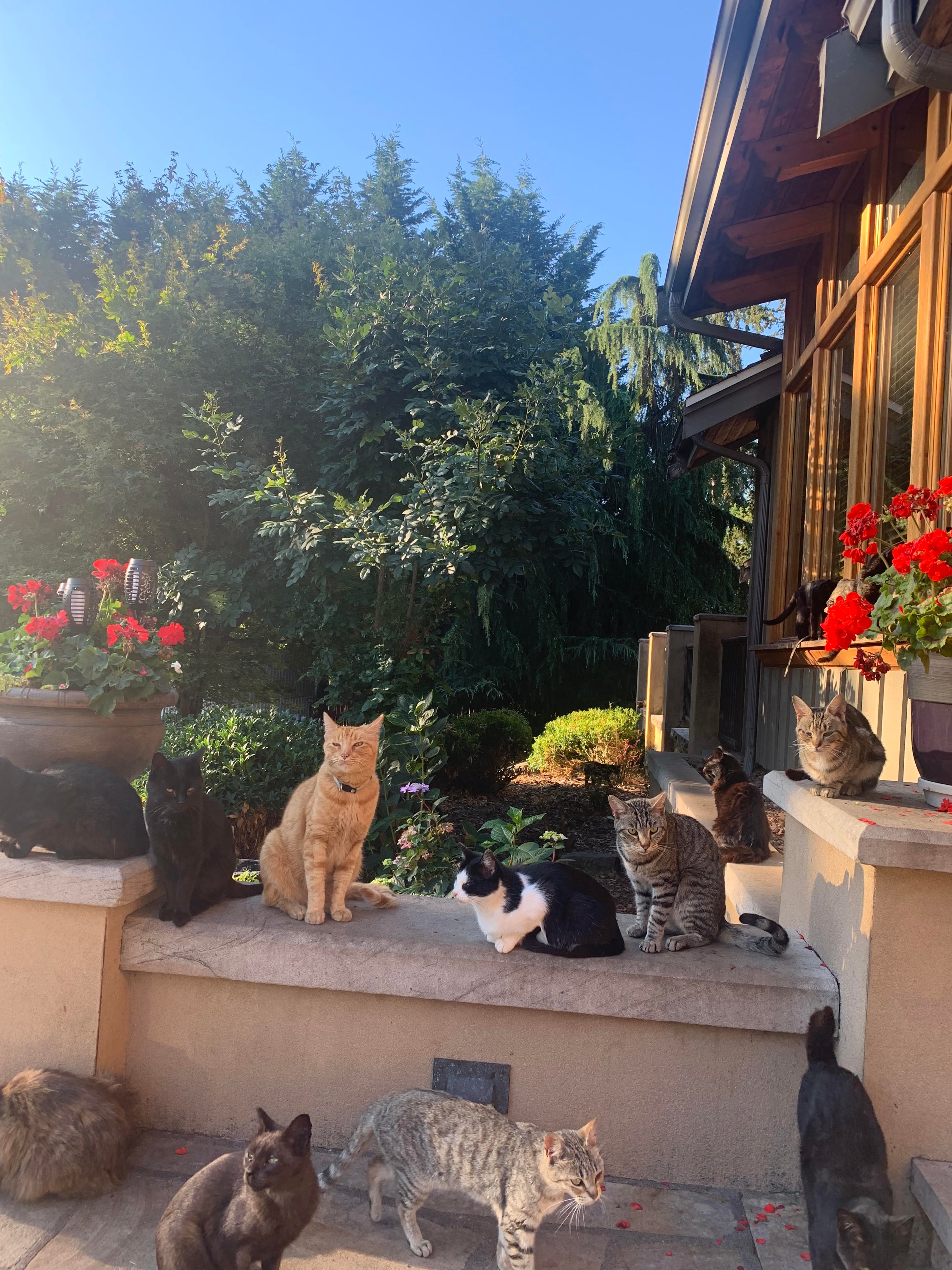 Sanctuary cats gathered on a garden patio