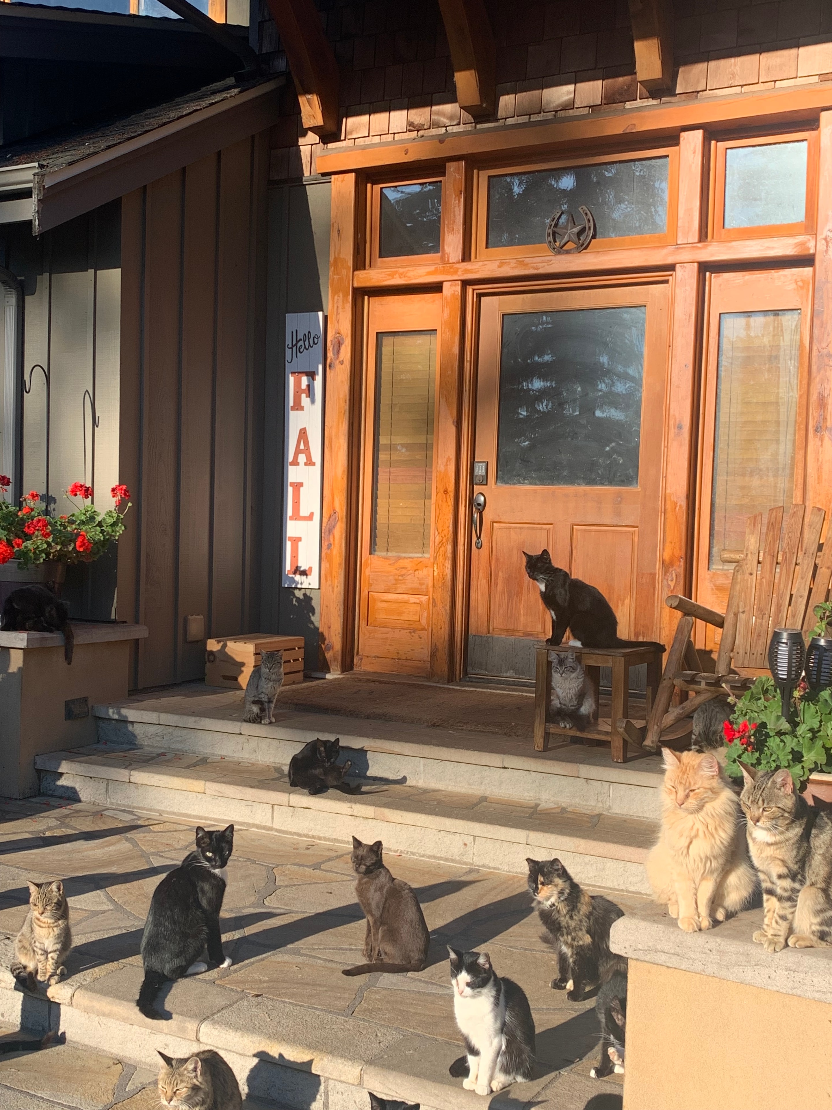 A cat at Purrfect Firs Sanctuary
