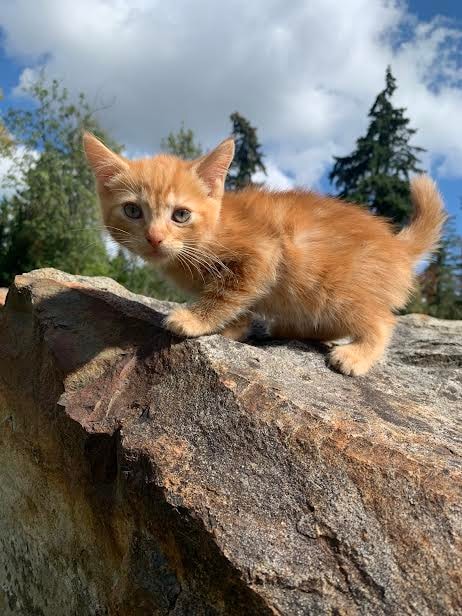 Cedar, an adoptable kitten at Purrfect Firs Sanctuary