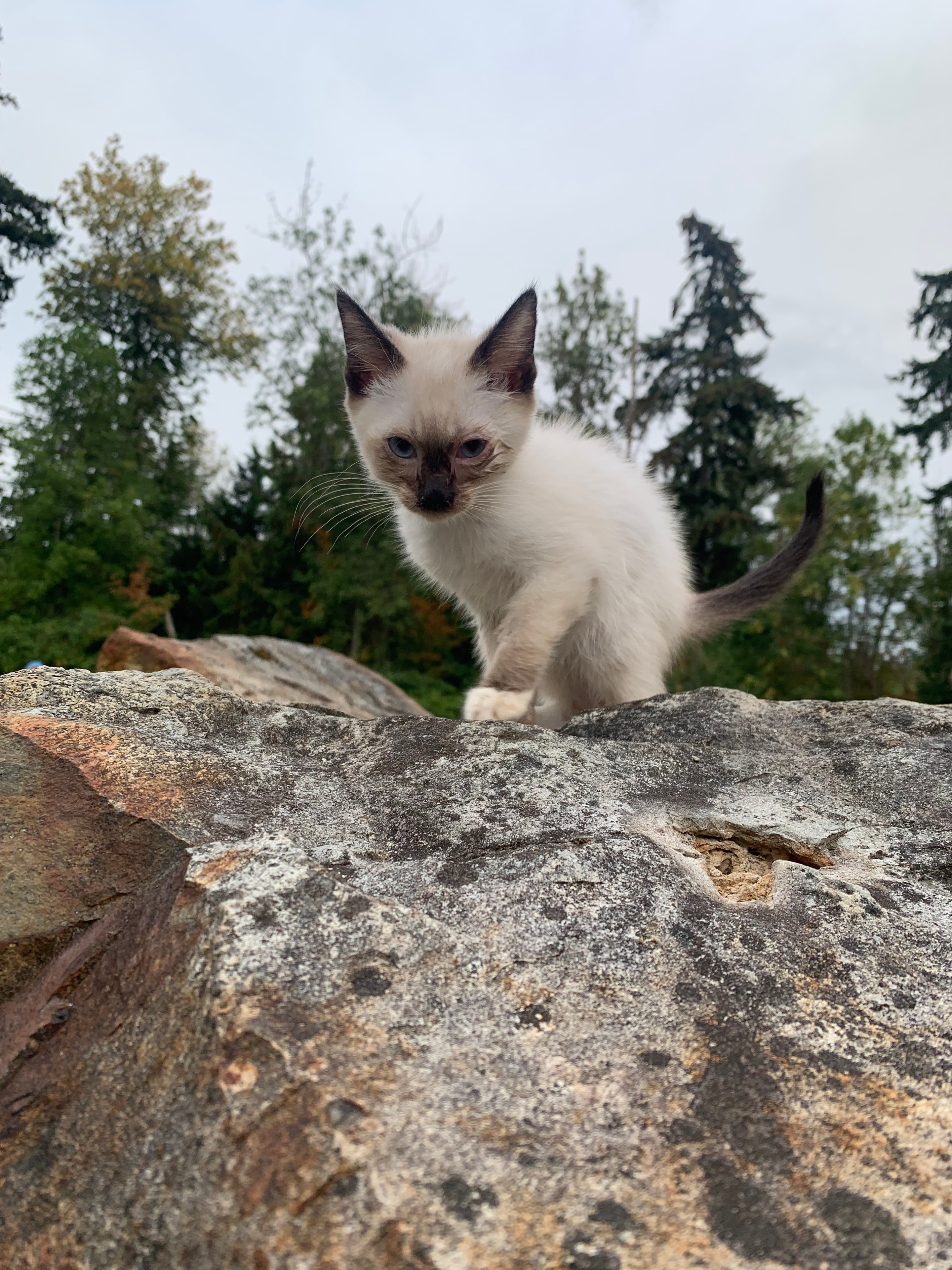 Juniper, an adoptable kitten at Purrfect Firs Sanctuary