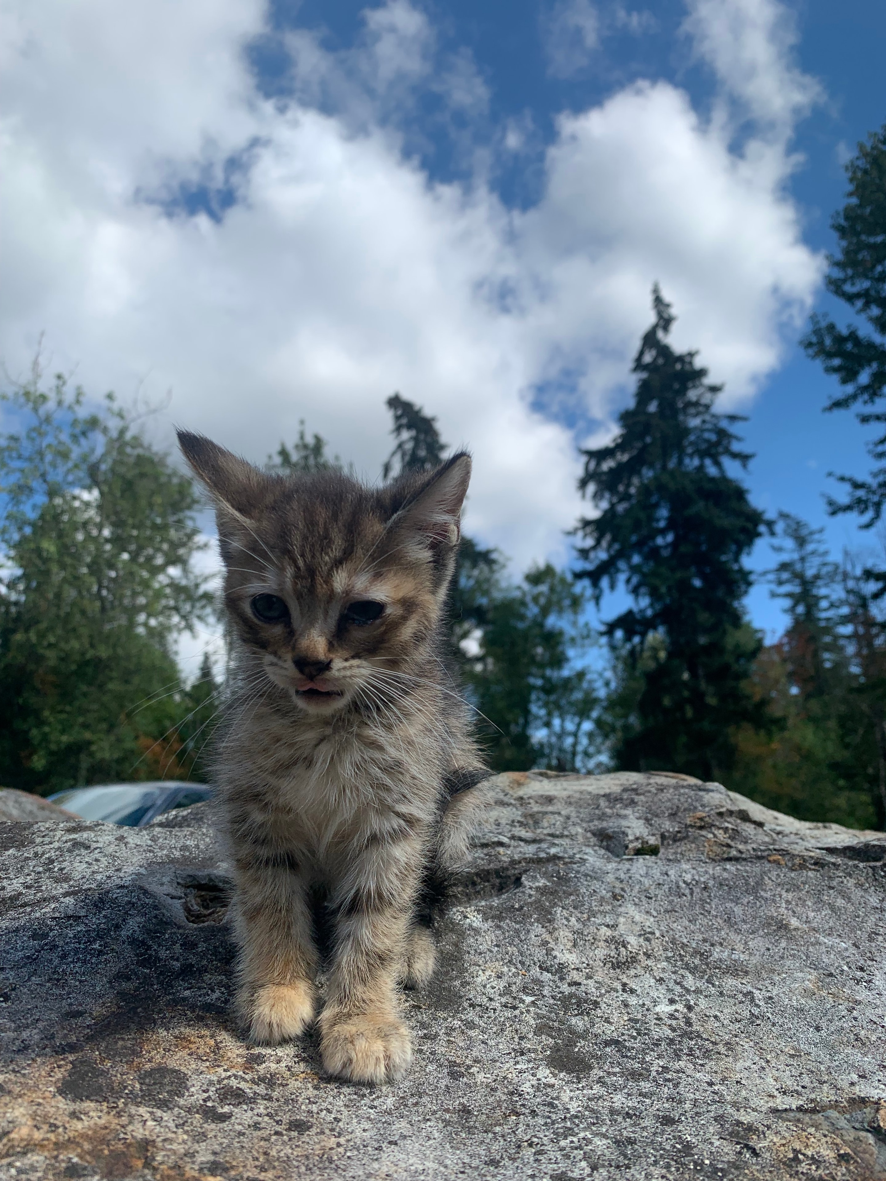 Moss, an adoptable kitten at Purrfect Firs Sanctuary